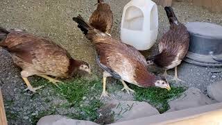 5 months old whitehackle pullets [upl. by Ettenyl]