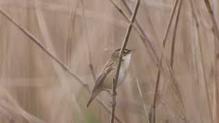 Sedge Warbler [upl. by Graniah905]