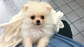 CUTEST PUPPY  Luna The 8 Week Old Pomeranian Puppy [upl. by Rolyat618]