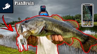 Finding GIANT Spawning Bass With FishBrain [upl. by Aihsotal]