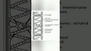 Cell structure and life cycle of spirogyra spirogyra [upl. by Alamak]