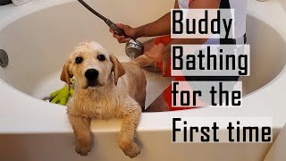 Labrador Puppy Deshedding and Bathing for the First Time  Funny Reaction [upl. by Rosemary]