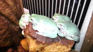 Whites tree frogs croaking on command [upl. by Almita409]