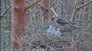 Goshawk Nest RSPB Loch Garten Scotland Jastrzębie  Karmienie czworaczków🐥🌹🍀🐥🌹🍀🐥🌹🍀🐥🌹🍀 18062023 [upl. by Chic892]