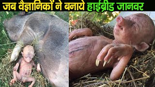 15 अजीब जानवर जिसे वैज्ञानिकों ने बनाया Top 15 Hybrid Animals Created by Scientists in Hindi  IFO [upl. by Noimad]