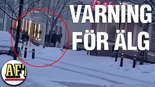 Kommunens varning Se upp för attackerande älgar i centrum [upl. by Ajim24]