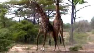 Giraffe Fight [upl. by Dysart]