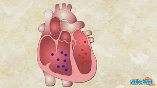 How does the Heart work Human Body Parts  Science for Kids  Educational Videos by Mocomi [upl. by Ariem]