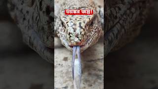 এই প্রাণীর হাত থেকে বাঁচবেন কীভাবে Facts about Monitor Lizard lizard [upl. by Lussier200]