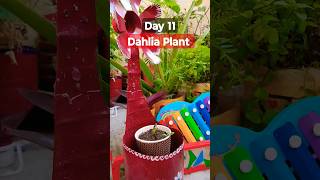 Grow Dahlia From Seeds  How to sow Dahlia  डहेलिया को बीज से लगाए  Dahlia Seeds Germination [upl. by Karna]