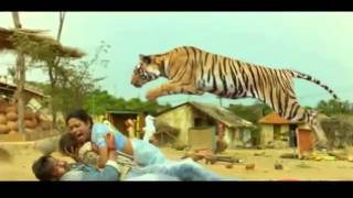 Ajay Devgan Tiger Fight In Himmatwala by Akram [upl. by Ahsikin]