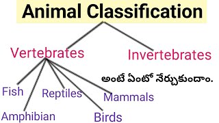 Vertebrates and Invertebrates Animals  Classification of Animal Kingdom  Telugu [upl. by Nylaf]