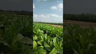 Tanaman Tembakau Yang Subur  Fertile Tobacco Plants [upl. by Eiddal362]