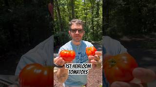 1st two Heirloom Tomatoes from our Plants Nice payoff after battling horned worms this morning [upl. by Elazaro]