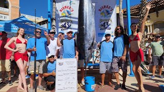 Rocky Mountain Hookers weigh a 501 lb Blue Marlin at the Bisbees Black and Blue [upl. by Rodina]