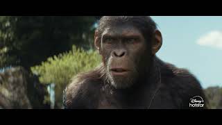 Kingdom of the Planet of the Apes  Hindi  Now Streaming  DisneyPlus Hotstar [upl. by Doolittle]