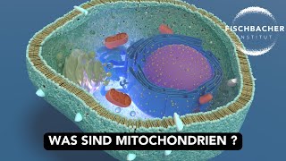 Mitochondrien einfach erklärt [upl. by Noeruat]