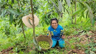 Go to the forest to pick canarium fruit and bring it to the market to sell [upl. by Nettie]