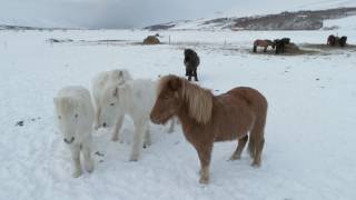 Icelandic horse winter coat [upl. by Einallem]