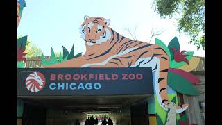 brookfield zoo a relaxing time [upl. by Novanod]