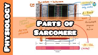 Parts of a Sarcomere  usmle firstaid for inicet neetpg [upl. by Houlberg]