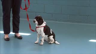 Reactive Dog Training  How to teach dogs not to lunge  bark on leash [upl. by Lukash]