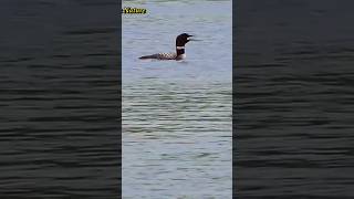 Loon Sounds At Night  Common Loon Call  Loon Call  shorts short Adventure Birds Nature [upl. by Infeld106]