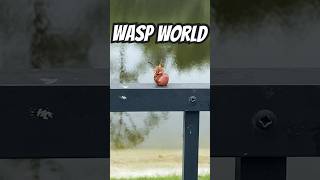 Wasp World [upl. by Arada]