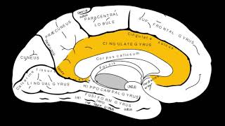 Overview of the Cingulate Gyrus [upl. by Gaylord]