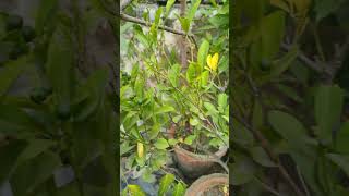 narangi ka pedplant mere ghar pebeautiful subscribe [upl. by Yentiw]