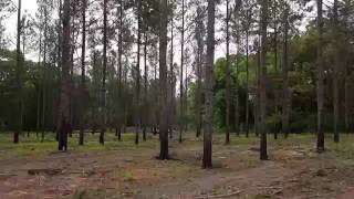 Second Thinning Pine for Timber and Quail Management [upl. by Quenby]