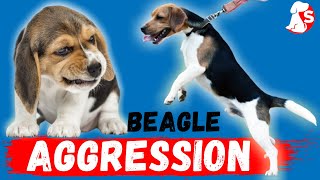 Beagle Expert Unveils Secrets to Aggression Issues [upl. by Cyndie]