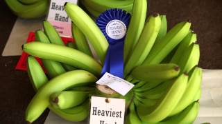 INNISFAIL AND DISTRICT SHOW BANANA EXHIBIT AND AUSTRALIAN BANANA PACKING CHAMPIONSHIPS [upl. by Tarrah538]