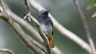 The sound of the Black Redstart  Bird Sounds  10 Hours [upl. by Ytsrik]