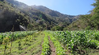 🥑🌽Cultivo de Aguacate Bajo Milpa Intercalada en Árboles Frutales  MIAF en la Montaña de Guerrero [upl. by Ehcram]