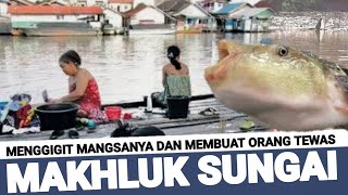 MAKHLUK BERBAHAYA DI SUNGAI KALIMANTAN  Bisa Bikin Lelaki Di Sunat Dua Kali [upl. by Ylebmik]