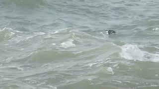 Razorbill  Alk  Wijk aan Zee NL  07102023 [upl. by Nylirehc]