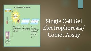 Single Cell Gel ElectrophoresisComet Assay [upl. by Acirdna]