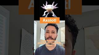 How to pronounce Axolotl and Why axolotl howtopronounce [upl. by Winikka]