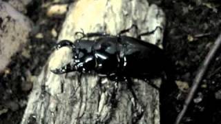 Mesotopus tarandus  Stag Beetle  Hirschkäfer [upl. by Earle353]