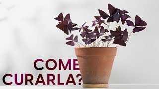 Oxalis guida completa alla coltivazione e alle varietà 🤩 [upl. by Eixid]