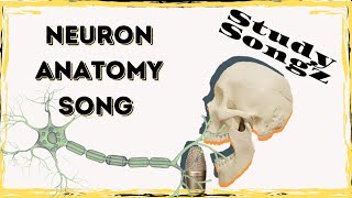 Neuron Song  Basic Anatomy and Types  Study Songz [upl. by Arodaeht]