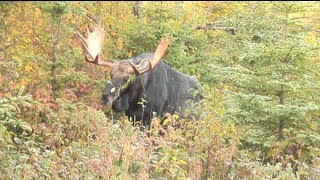 Chasse à lorignal à la pourvoirie Baronnie de Kamouraska [upl. by Aynotal271]