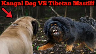 Tibetan Mastiff VS Kangal Dog Real Fight And Dangerous Fight In Hindi  Dogs Biography [upl. by Ciprian]