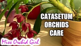 How to care for Catasetum orchids  basic culture for Catasetum type orchids [upl. by Addiego]