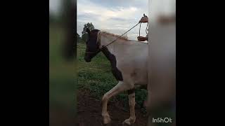 cavalo tendão rompido 4 meses de recuperação com ferradura elásticos e muitos cuidados [upl. by Jacenta466]