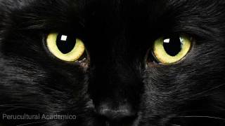 EL GATO NEGRO de EDGAR ALLAN POE 🦑 [upl. by Nibroc]