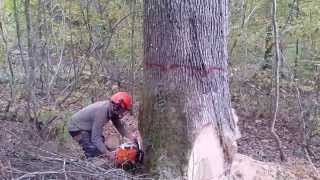 ABATTAGE DU PLUS GROS CHÊNE DE LA COUPE STIHL MS 661C [upl. by Lyret956]