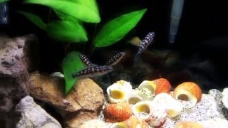 20 gallon Tanganyika community tank [upl. by Anear]