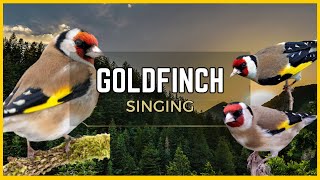 🦜 European Goldfinch 🦜 Learn to sing garden birds and bird sounds [upl. by Ahsiuqel802]